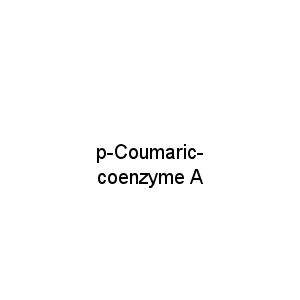 p-Coumaric-coenzyme A